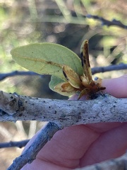 Asimina reticulata