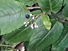 Persicaria chinensis