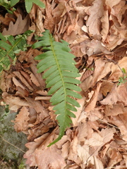 Polypodium interjectum