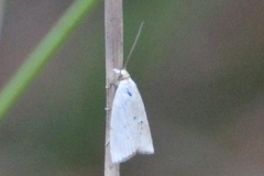 Argyria gonogramma