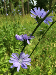 Cichorium intybus