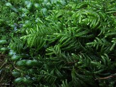 Hyocomium armoricum