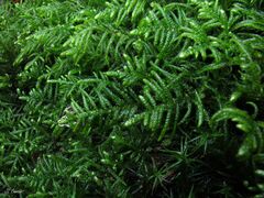Hyocomium armoricum