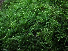 Hyocomium armoricum