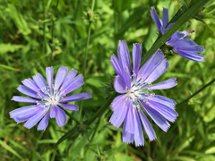 Cichorium intybus