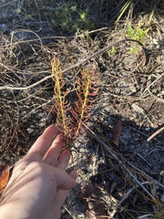 Euphorbia polyphylla