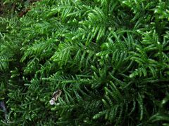 Hyocomium armoricum