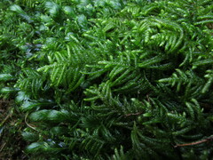 Hyocomium armoricum