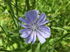 Cichorium intybus