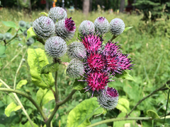 Arctium tomentosum