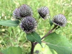 Arctium tomentosum