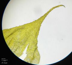Hyocomium armoricum