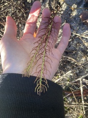 Euphorbia polyphylla