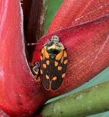 Mahanarva costaricensis
