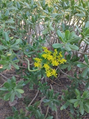 Sedum praealtum