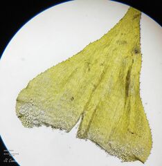 Hyocomium armoricum