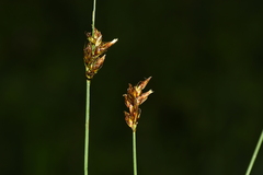 Carex divisa