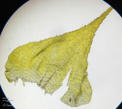 Hyocomium armoricum