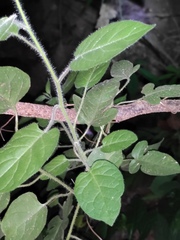 Solanum lyratum