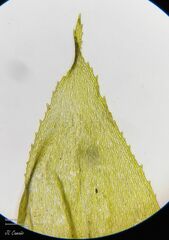 Hyocomium armoricum
