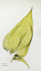 Hyocomium armoricum