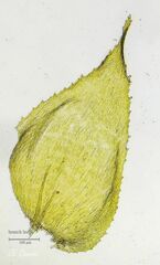 Hyocomium armoricum