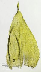 Hyocomium armoricum