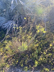 Asimina reticulata