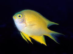 Amblyglyphidodon aureus