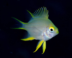 Amblyglyphidodon aureus