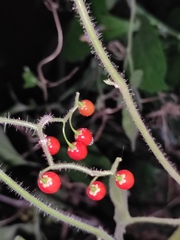 Solanum lyratum