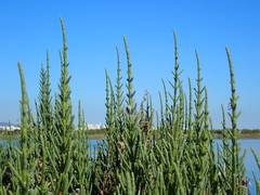 Arthrocaulon macrostachyum