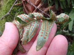 Polypodium interjectum