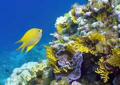 Amblyglyphidodon aureus