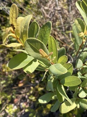 Asimina reticulata
