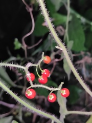 Solanum lyratum