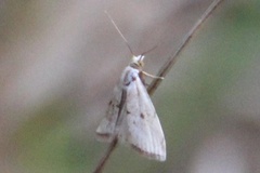 Argyria gonogramma