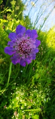 Scabiosa lucida