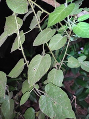 Solanum lyratum