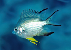 Amblyglyphidodon leucogaster