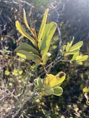 Asimina reticulata