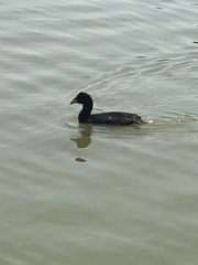Fulica armillata