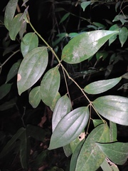 Cinnamomum burmanni