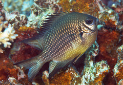 Amblyglyphidodon leucogaster