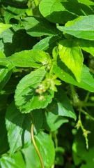 Astraea surinamensis