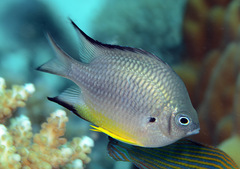 Amblyglyphidodon leucogaster