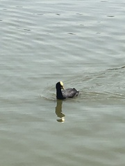 Fulica armillata