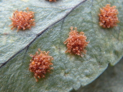 Polypodium interjectum