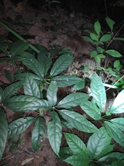 Tetrastigma planicaule