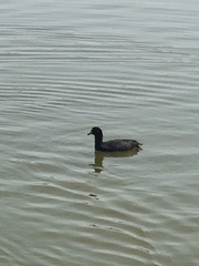Fulica armillata